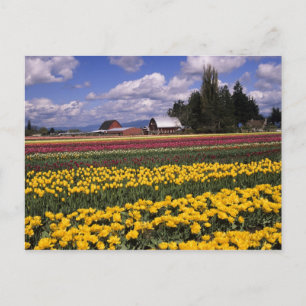 WA, Skagit Valley, Skagit Valley Tulip Postkarte