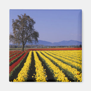 WA, Skagit Valley, Skagit Valley Tulpe 2 Magnet