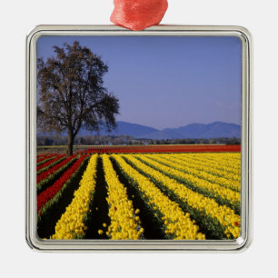 WA, Skagit Valley, Skagit Valley Tulpe 2 Ornament Aus Metall
