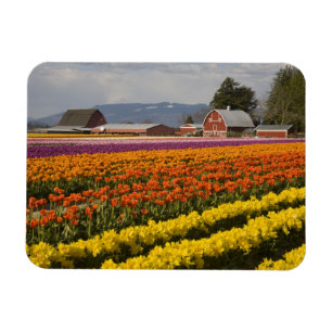 WA, Skagit Valley, Tulip Felder in Blüte, at Magnet