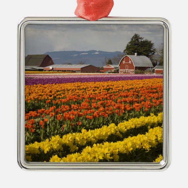 WA, Skagit Valley, Tulip Felder in Blüte, at Ornament Aus Metall (Vorne)