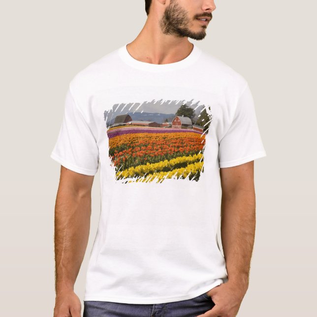 WA, Skagit Valley, Tulip Felder in Blüte, at T-Shirt (Vorderseite)