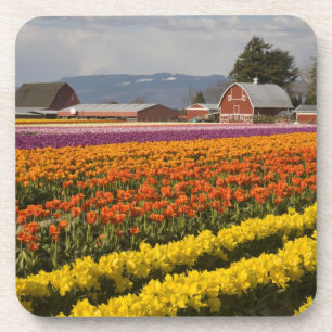 WA, Skagit Valley, Tulip Felder in Blüte, at Untersetzer