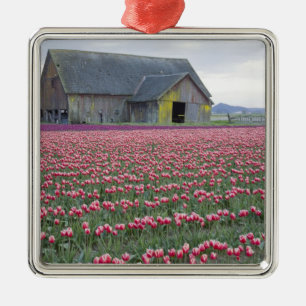 WA, Skagit Valley, Tulip Field und Barn Ornament Aus Metall