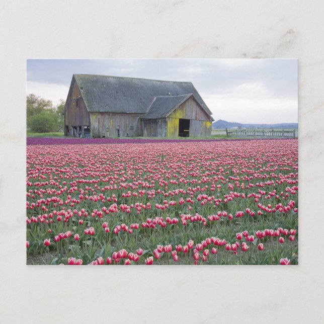 WA, Skagit Valley, Tulip Field und Barn Postkarte (Vorderseite)