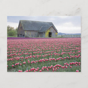 WA, Skagit Valley, Tulip Field und Barn Postkarte