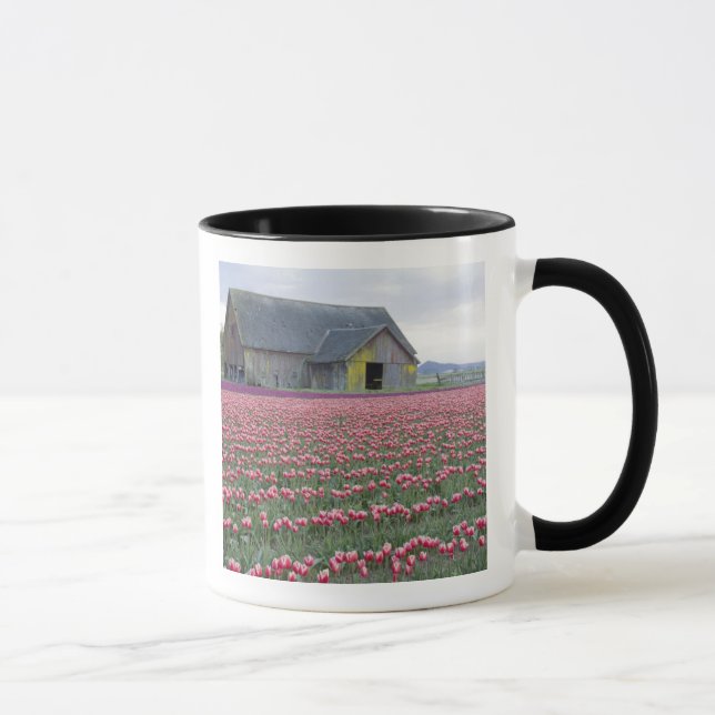 WA, Skagit Valley, Tulip Field und Barn Tasse (Rechts)