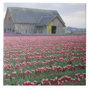 WA, Skagit Valley, Tulpenfeld und Scheune Fliese