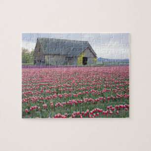 WA, Skagit Valley, Tulpenfeld und Scheune Puzzle