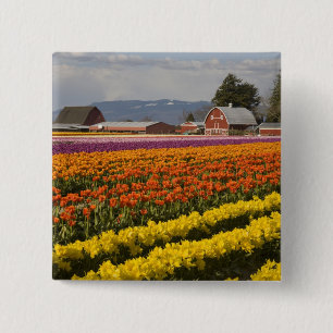 WA, Skagit Valley, Tulpenfelder in Blüte, bei Button