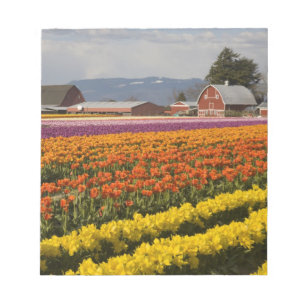 WA, Skagit Valley, Tulpenfelder in Blüte, bei Notizblock