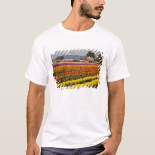 WA, Skagit Valley, Tulpenfelder in Blüte, bei T-Shirt