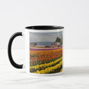 WA, Skagit Valley, Tulpenfelder in Blüte, bei Tasse