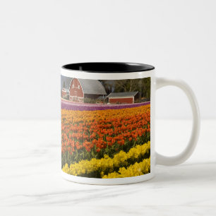 WA, Skagit Valley, Tulpenfelder in Blüte, bei Zweifarbige Tasse