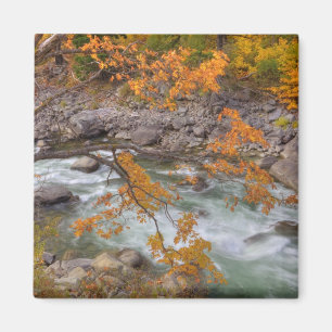 WA, Wenatchee National Forest, Ahornbaum und Magnet