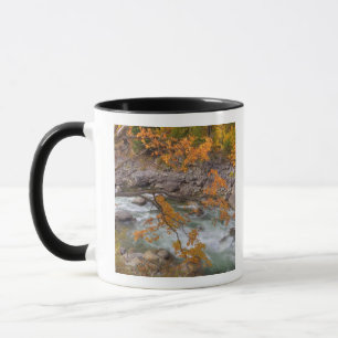 WA, Wenatchee National Forest, Ahornbaum und Tasse