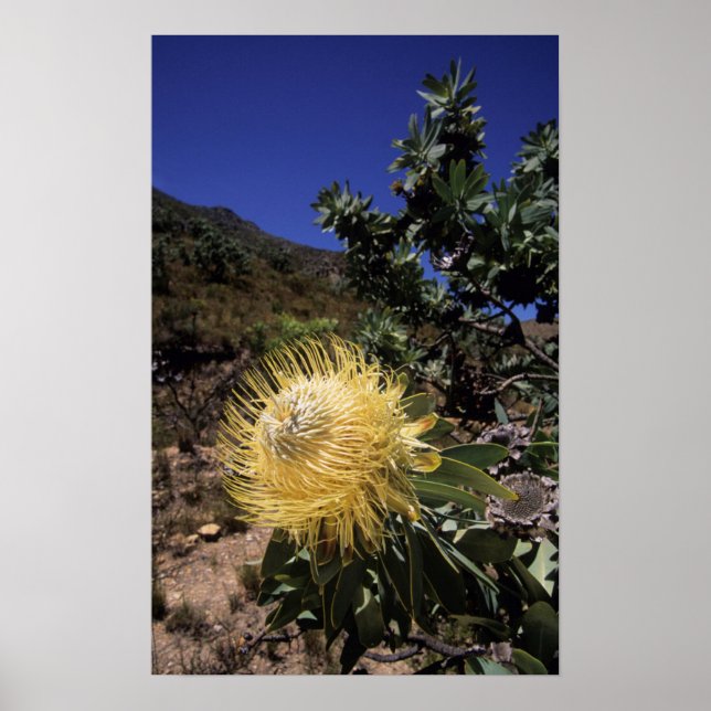 Waboom Protea (Protea Nitidia), Langeberg Poster (Vorne)