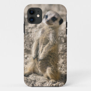 Wache-in-Training iPhone 5 Case-Mate-Fall Case-Mate iPhone Hülle