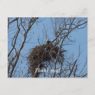 Wachender Adler Dankeschön-Postkarte Postkarte