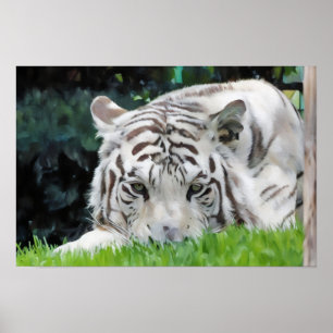 Wachmann im Gras - Weißer Tiger Portrait Poster