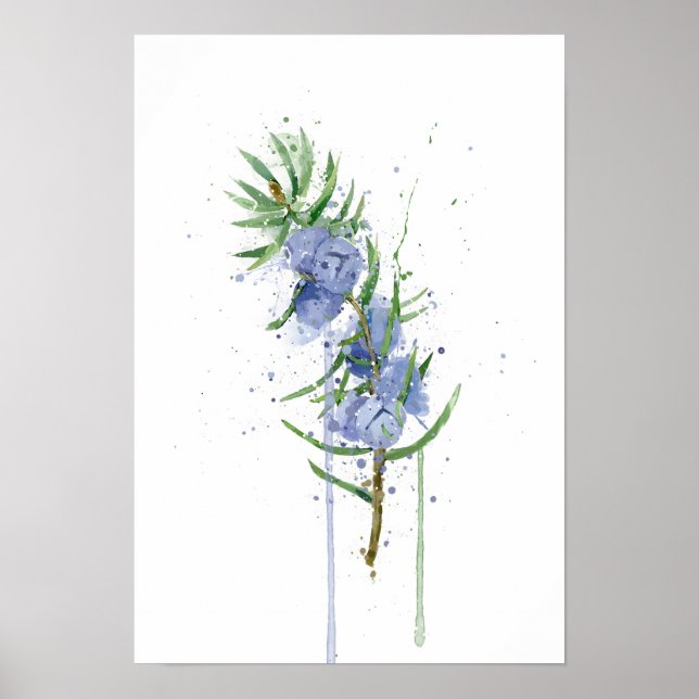 Wacholder Poster (Vorne)