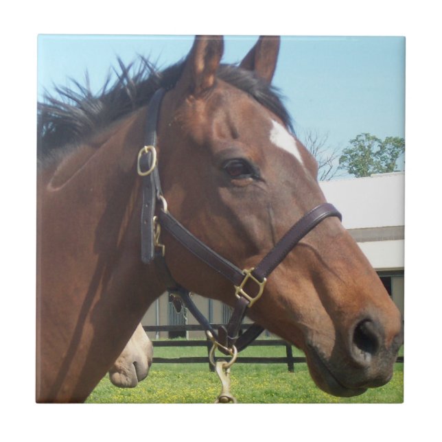 Wachsame arabische Pferdefliese Fliese (Vorderseite)