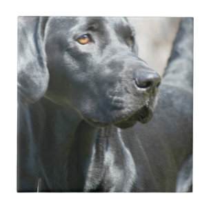 Wachsame schwarze Labrador retriever-Hundefliese Fliese