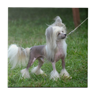 Wachsamer chinesischer Hund mit Haube Fliese