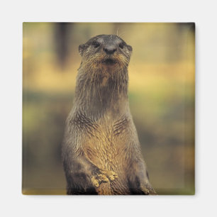 Wachsamer Otter Magnet