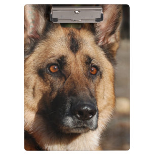 Wachsamer Schäferhund Klemmbrett