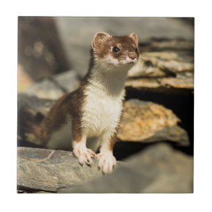 Wachsamer Weasel Fliese