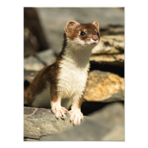Wachsamer Weasel Fotodruck