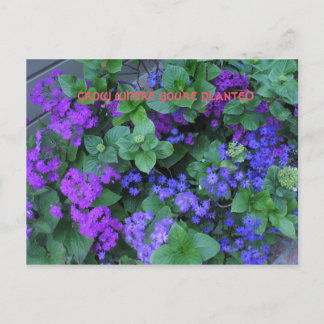 wachsen, wo Sie gepflanzt sind Postkarte