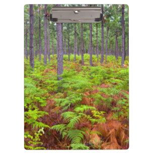 Wachsende Bracken (Pteridium Aquilinum) Klemmbrett