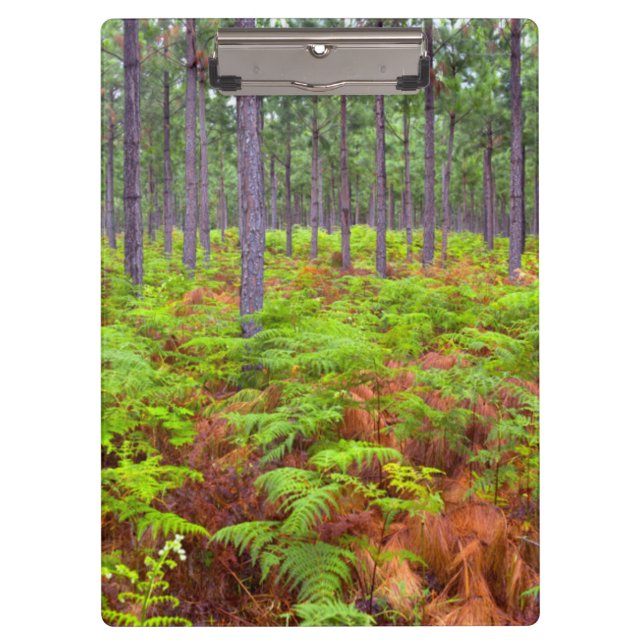 Wachsende Bracken (Pteridium Aquilinum) Klemmbrett (Vorderseite)