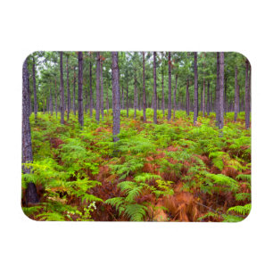 Wachsende Bracken (Pteridium Aquilinum) Magnet