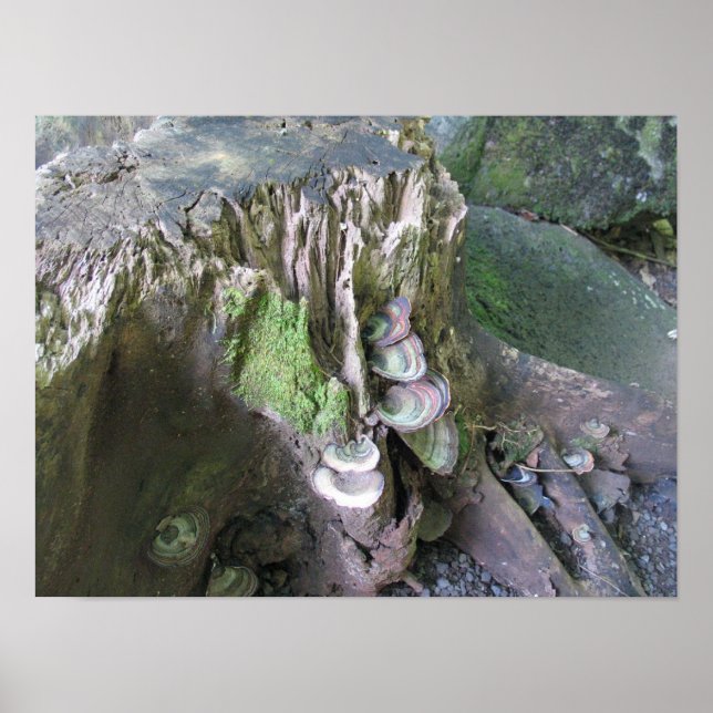 Wachstum in den Gärten von Limahuli Poster (Vorne)