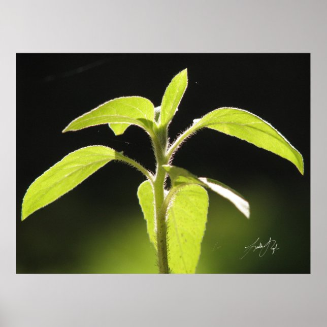 Wachstum Poster (Vorne)