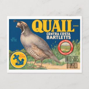 Wachtel Brand Contra Costa Bartletts Vintage Kiste Postkarte
