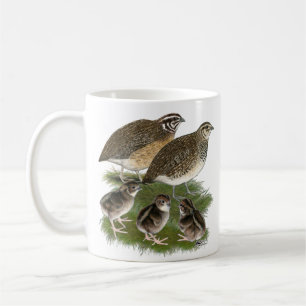 Wachtelfamilie der Gattung Coturnix Tasse