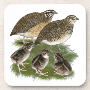 Wachtelfamilie der Gattung Coturnix Untersetzer