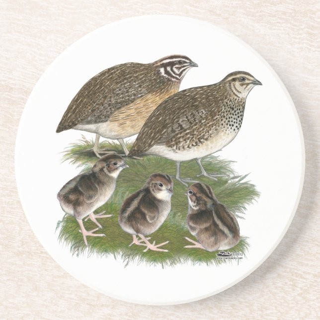 Wachtelfamilie der Gattung Coturnix Untersetzer (Vorne)