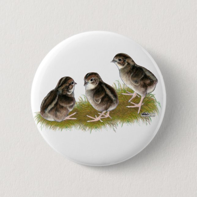 Wachtelküken der Coturnix Button (Vorderseite)