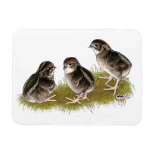 Wachtelküken der Coturnix Magnet