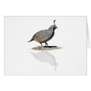 WACHTELN REFLEKTIERT