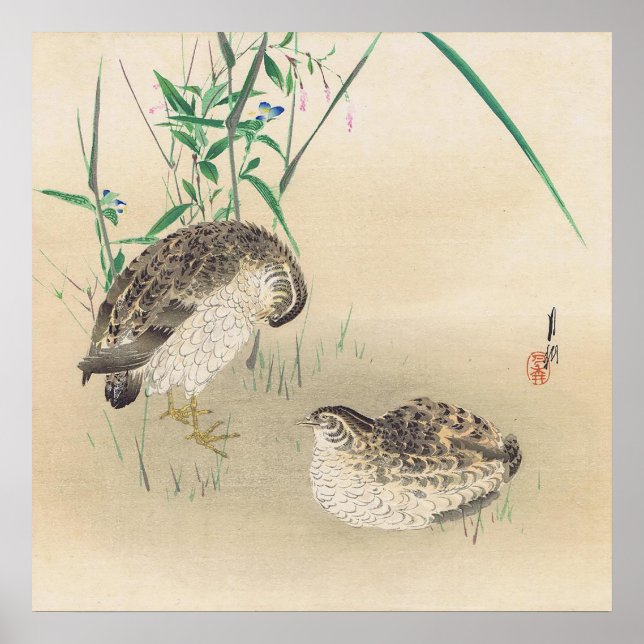 Wachtelposter Poster (Vorne)