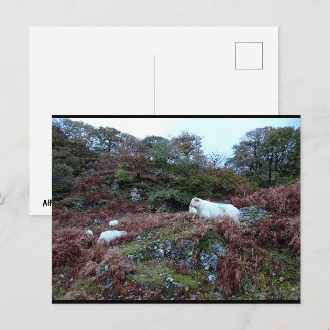 Wächter des Glen Postkarte (Vorne/Hinten)