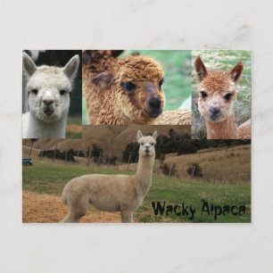 Wacky Alpaca Postkarte
