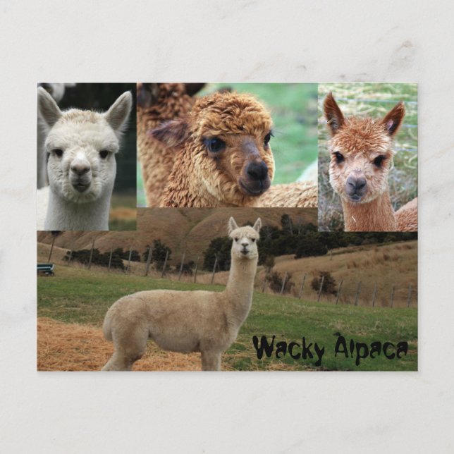 Wacky Alpaca Postkarte (Vorderseite)
