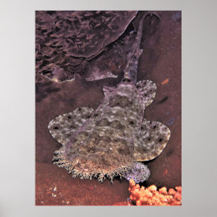 Wacky Weird Wobbegong Poster